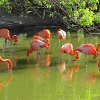 Portrait of Pink Flamingos