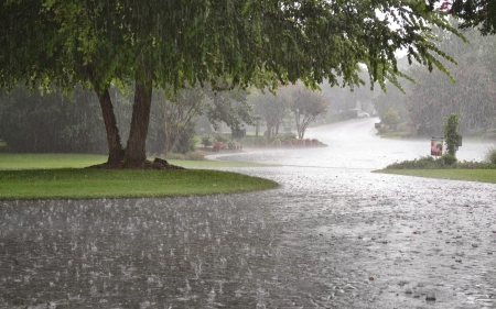 Rain - street, nature, summer, rain, tree