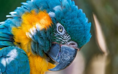 Macaw - bird, yellow, blue, 2017, Macaw