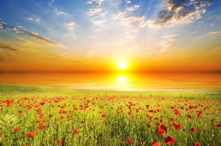 ♥ - flowers, nature, red, field, sky