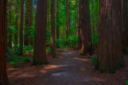 Enchanting forest - rotorua, redwoods, trees, kauri, forest, new zealand, nature, green, pathway