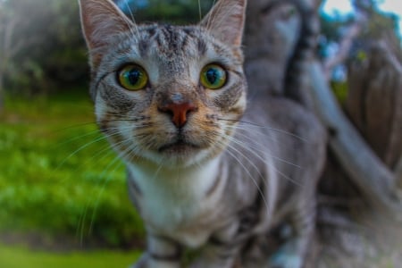 Curious Kitty - kitten, exploring, curious, close up, cat