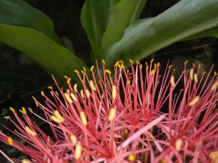 Incredible nature - Flowery wonder, Bounty of beauty, Real pleasure, Stamens