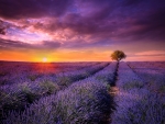 Lavender Field