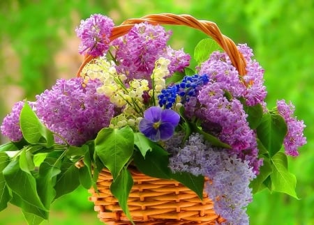 Basket with Lilacs - nature, pretty, lilac, flower