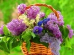 Basket with Lilacs