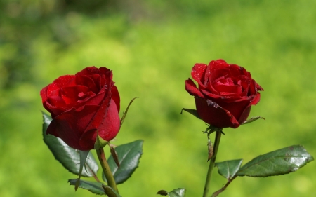 Red Roses - roses, red, green, two