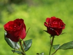 Red Roses