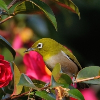 White Eyed Green Bird