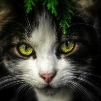 Green Eyes Cat