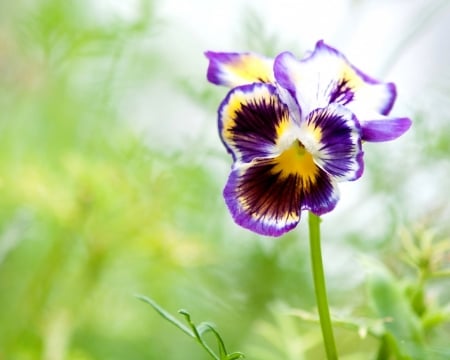 Spring Flower - nature, macro, pansy, flower, petals