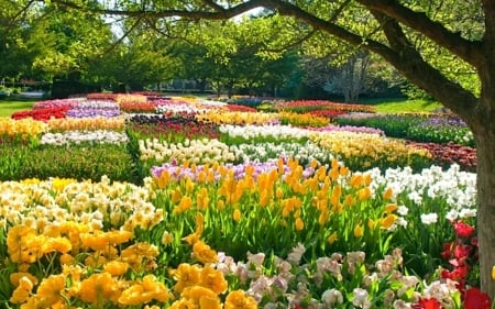 Spring Garden - garden, spring, tree, tulips