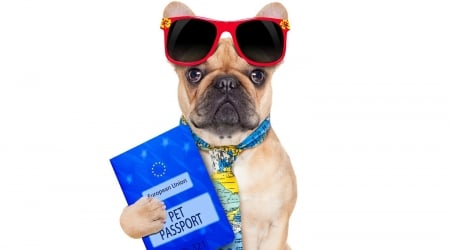 Funny dog - passport, funny, sunglasses, caine, dog, blue, holiday, tie, vacancy