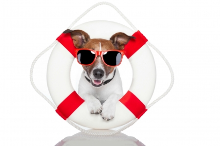 Lifeguard - jack russell terrier, lifeguard, summer, funny, sunglasses, white, caine, dog, red