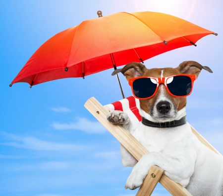 Enjoy your Summer! - summer, dog, umbrella, animal, holiday, paw, red, vacantion, caine, sunglasses