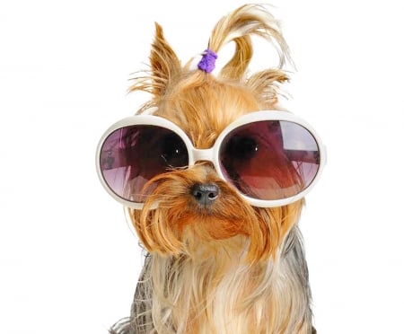 Yorkshire Terrier - summer, funny, animal, pink, cute, caine, yorkshire terrier, sunglasses, dog