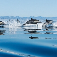 Swimming Dolphins