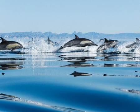 Swimming Dolphins - dolphin, water, swimming, sky