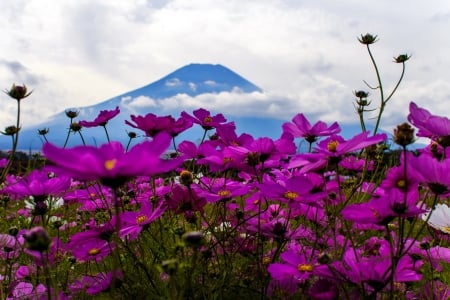 Mountain  wildflowers - clouds, pretty, hills, beautiful, landscape, mountain, flowers, wildflowers, sky