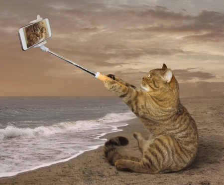 Selfie - summer, funny, animal, beach, cat, selfie, pisica, phone, sea