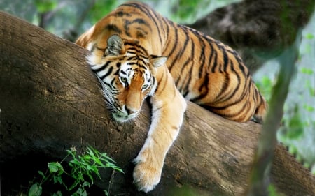 Tiger - animal, sleep, tiger, tree