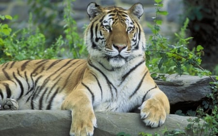 Tiger - plants, animal, tiger, big wild cat