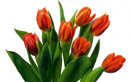 Tulips - flowers, tulips, orange, nature