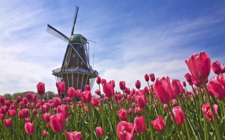 Tulips - field, tulips, windmill, sky