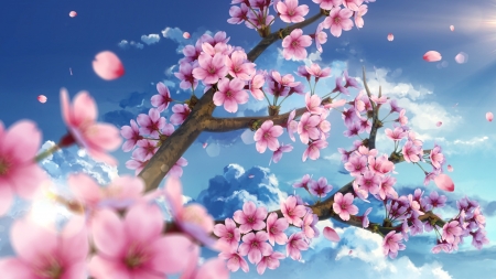 Cherry Tree - pretty, scenery, blue, cherry, blossom, scene, pink, closeup, nice, sky, branches, sakura, cherry blossom, beautiful, scenic, beauty, lovely, sakura blossom, sweet, flower, petals, cloud, floral, close up