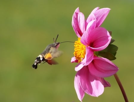 Flower's Visitor - blossom, summer, petals, moth