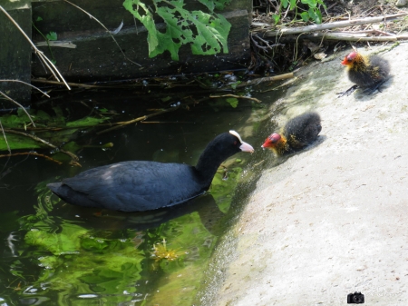 coot - coot, holland, eat, water