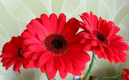 GERBERAS - leaves, petals, colors, stem