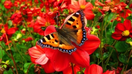 BUTTERFLY - WINGS, COLORS, FLOWERS, PETALS