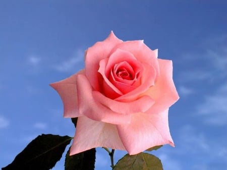 ROSE - sky, leaves, petals, stem