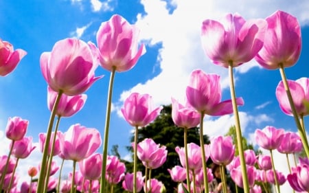 TULIPS - colors, sky, stems, petals