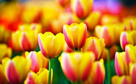 TULIPS - leaves, stems, petals, colors