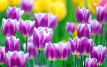 TULIPS - nature, colors, stems, petals