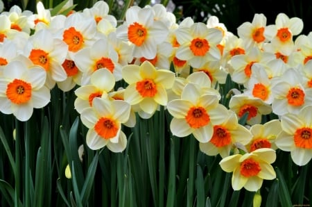 DAFFODILS - nature, colors, stems, petals