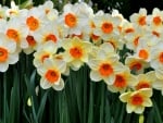 DAFFODILS