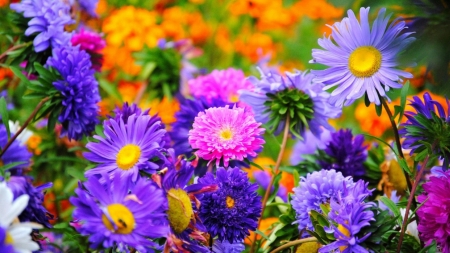 FLOWERS - DAISIES, COLORS, GERBERAS, PETALS