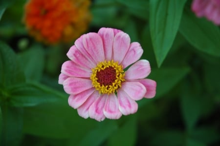 FLOWERS - leaves, petals, nature, colors