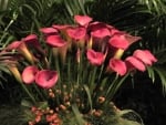 CALLA LILIES