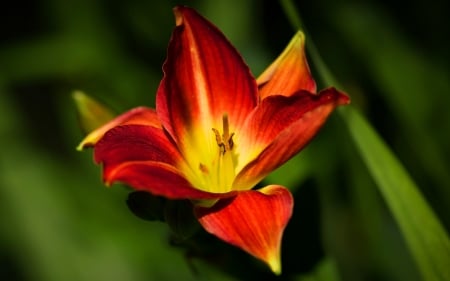 LILY - petals, leave, nature, color