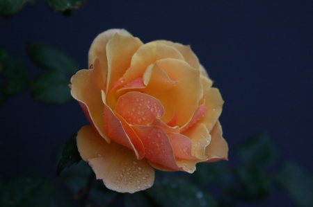 ROSE - leave, nature, colors, petals