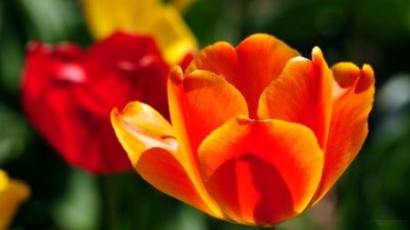 TULIPS - STEM, COLORS, LEAVES, PETALS