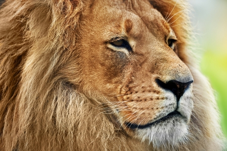 LEO THE LION - cat, mane, big, stare