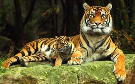 Tigers