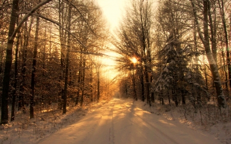 forest road - forest, winter, road, snow