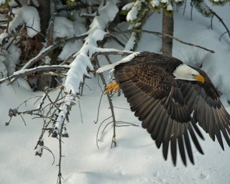 Winter Eagle - bird, eagle, animal, winter, bald, flying, snow