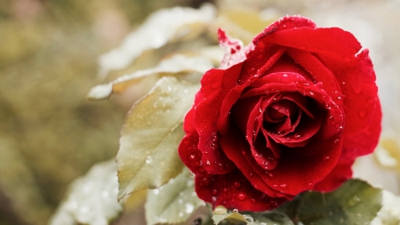 Beautiful Red Rose - flowers, nature, red, macro, rose, petals